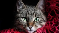 Kako izbrati imena za cats: urnike pri izbiri kadilcev, zanimive možnosti